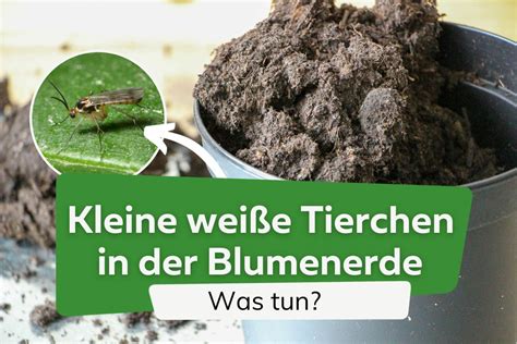 Kleine weiße Tierchen/Käfer in der Blumenerde .